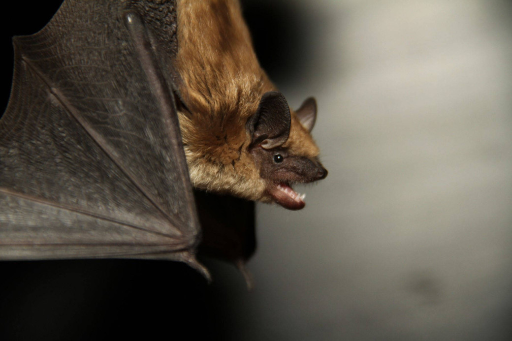 Photo of Big Brown Bat
