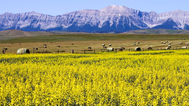 Prairie with mountains in background