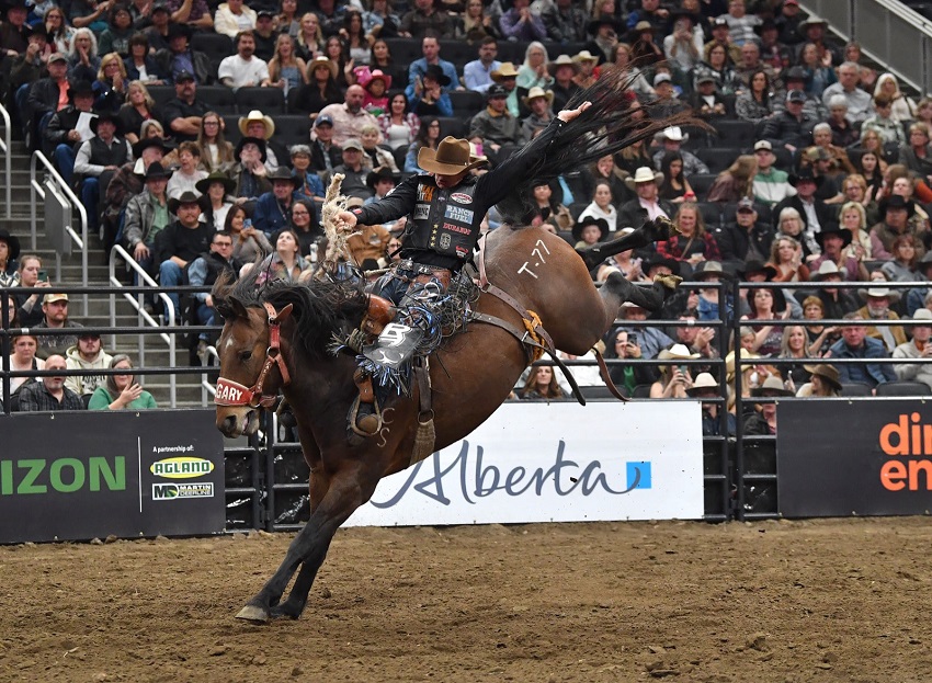 A Canadian Finals Rodeo rider competing.