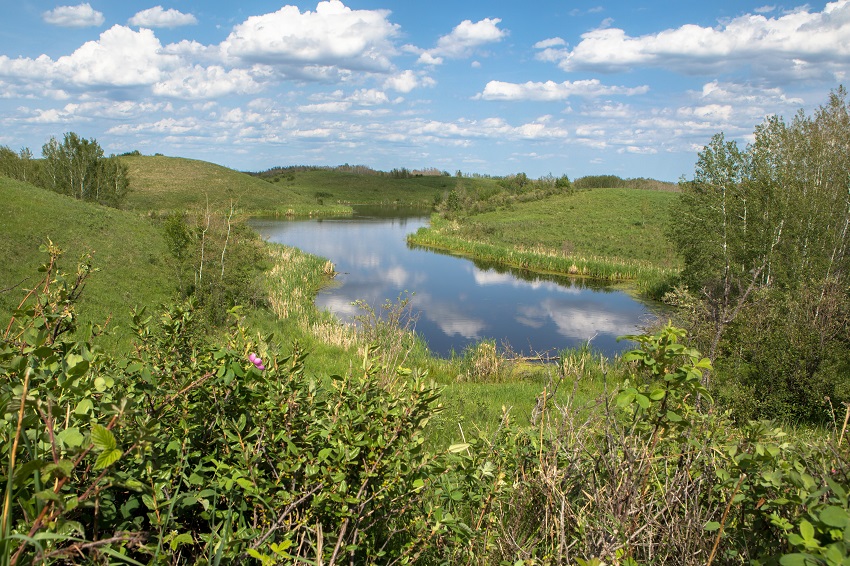 A wetland near Pine Lake in east-central Alberta.