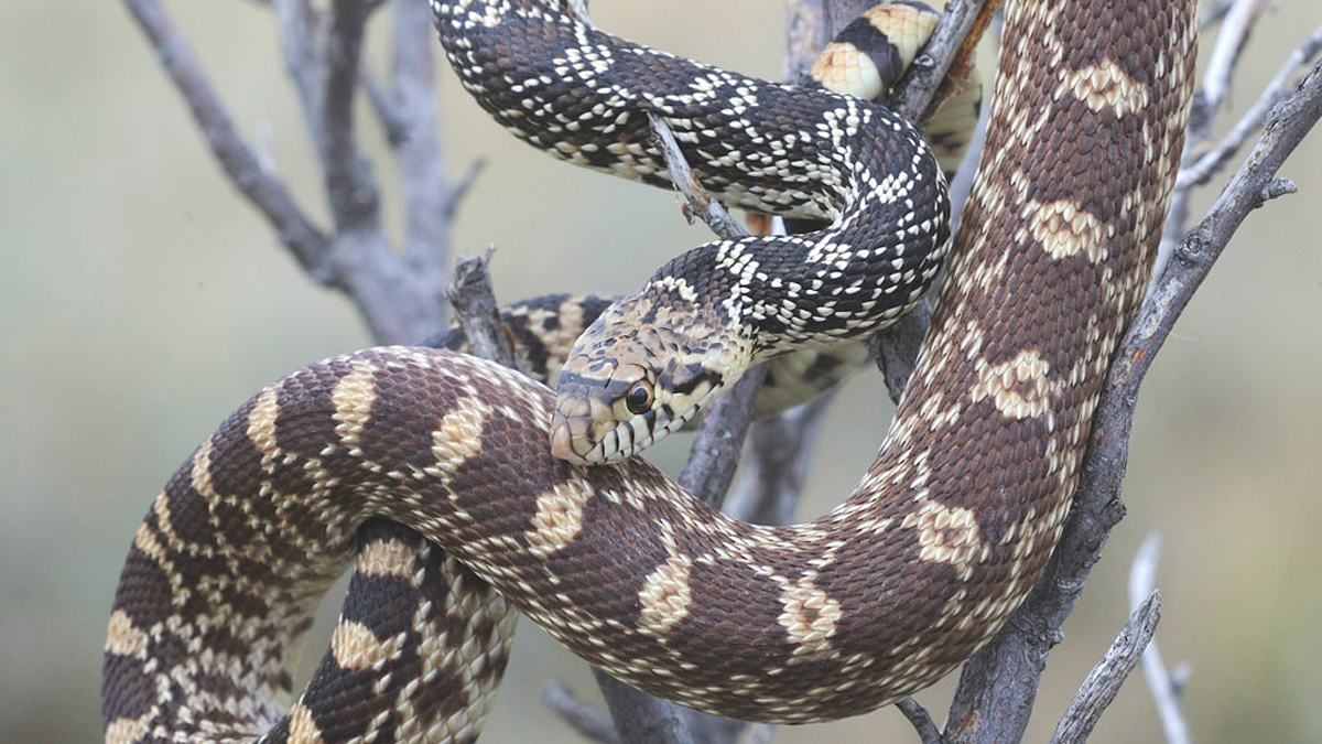 Bull snake