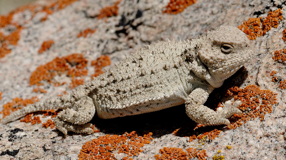 Great short horned lizard