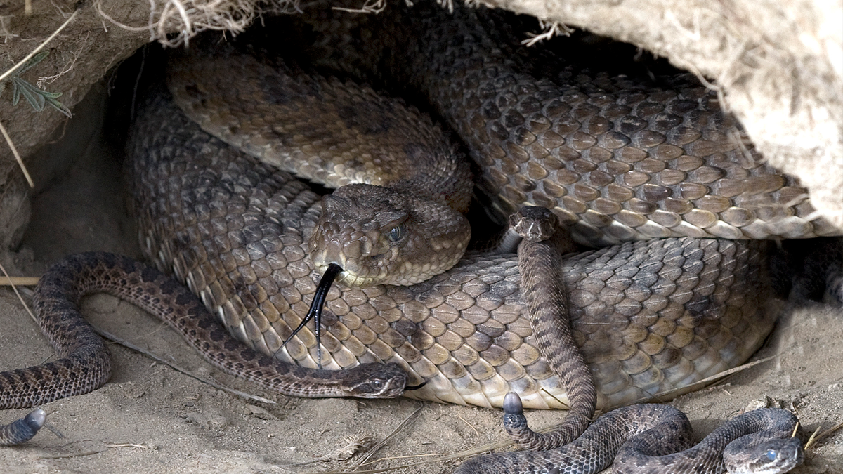 Prairie rattlesnake