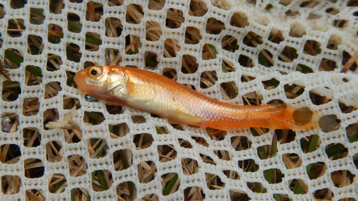 Rosy red minnow