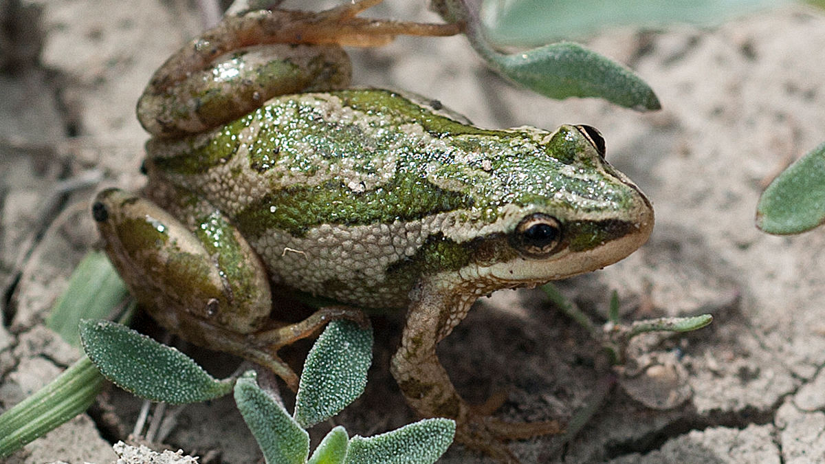 Boreal chorus frog