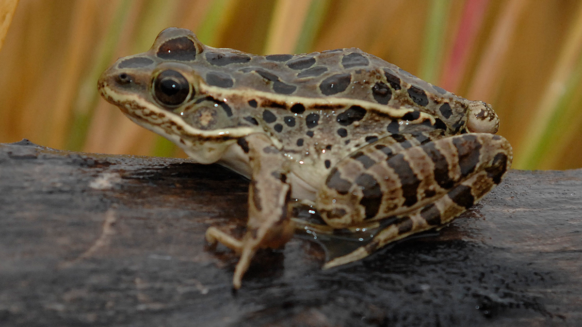 Leopard frog