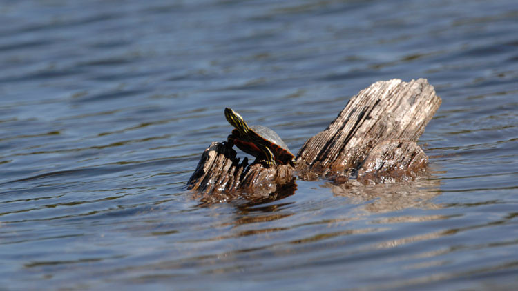 Western painted turtle on a piece of wood sticking out of the water