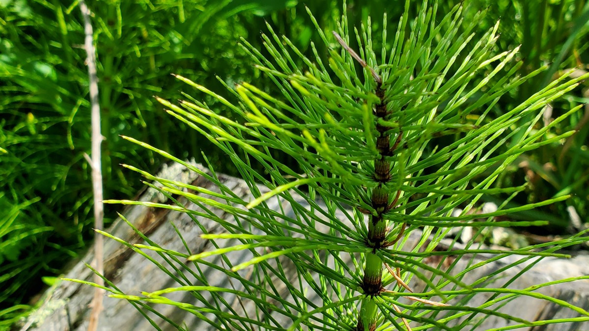 Field horsetail