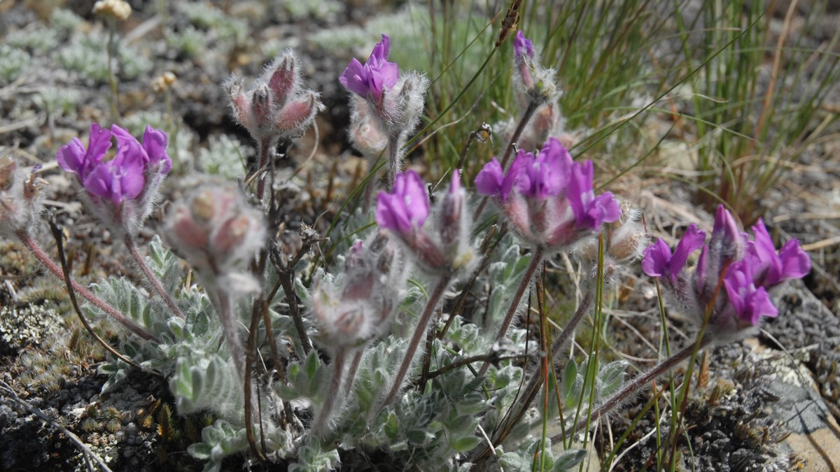 Hare’s-foot locoweed