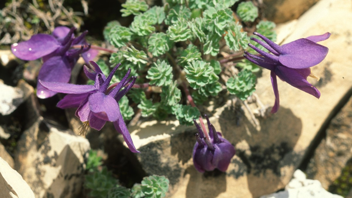 Jones’ columbine