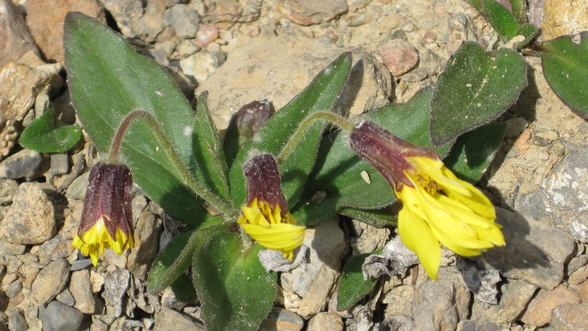 Lake Louise arnica