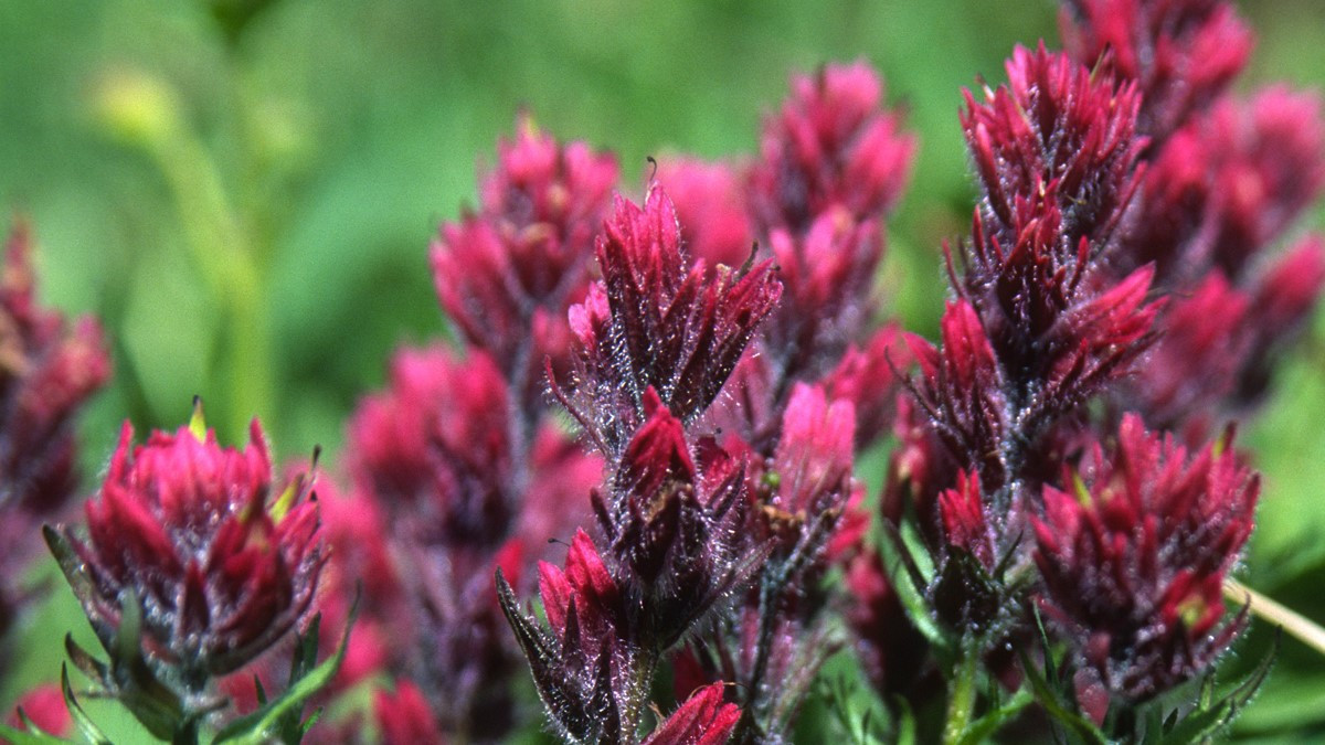 Small-flowered paintbrush