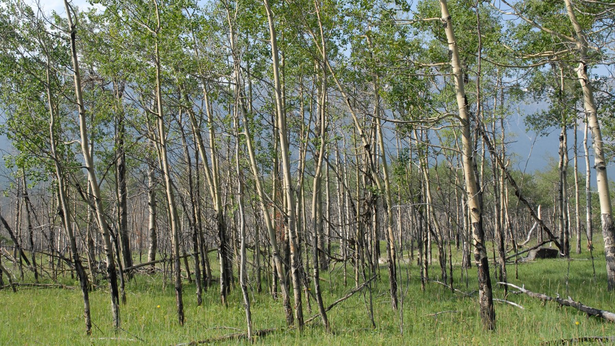 Trembling aspen