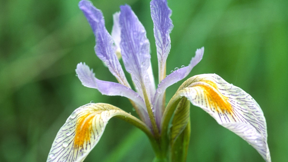 Western blue iris