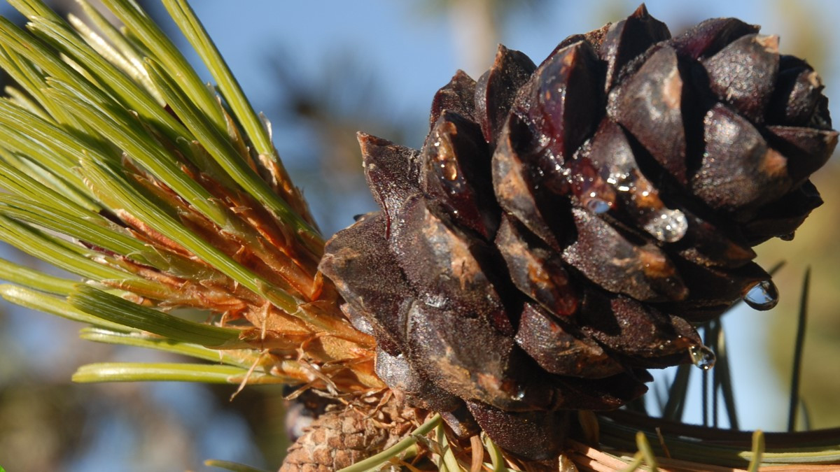 Whitebark pine cone