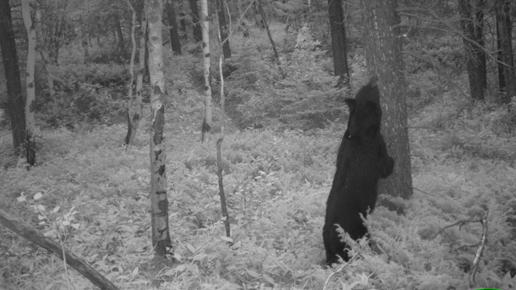 Photo of a trail camera image of a black bear rubbing against the bark of a tree in a forest in the early morning.