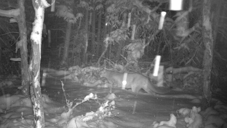Photo of a trail camera image of a cougar walking through deep snow in a forest early in the morning.