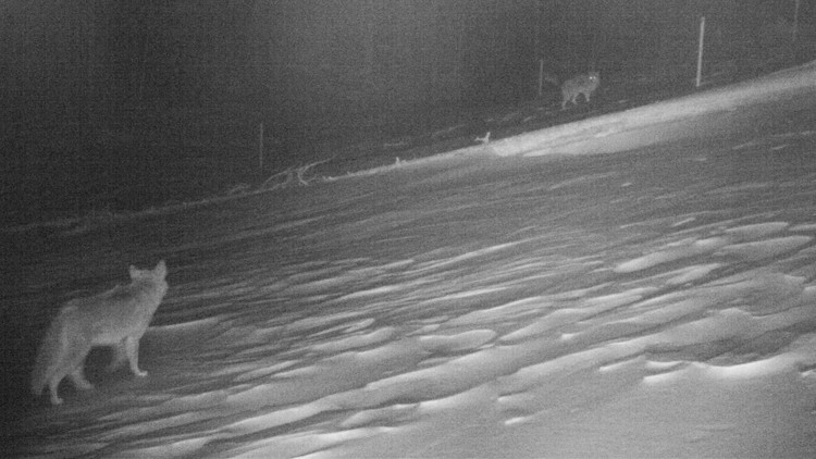Photo of a trail camera image of two coyotes on a snowy slope at night.