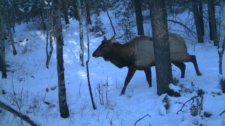 Photo of a trail camera image of a young elk walking through snow in a forest, during late afternoon.