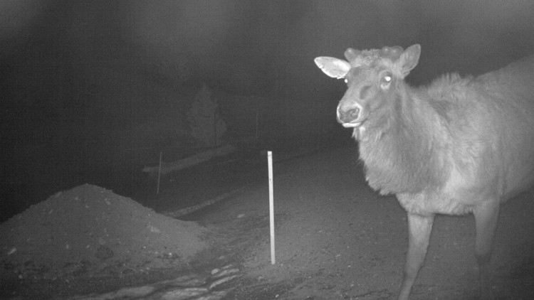 Photo of a trail camera image of a young elk walking along sloped, gravelly land at night.