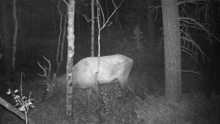 Photo of a trail camera image of an elk walking through a forest at night.