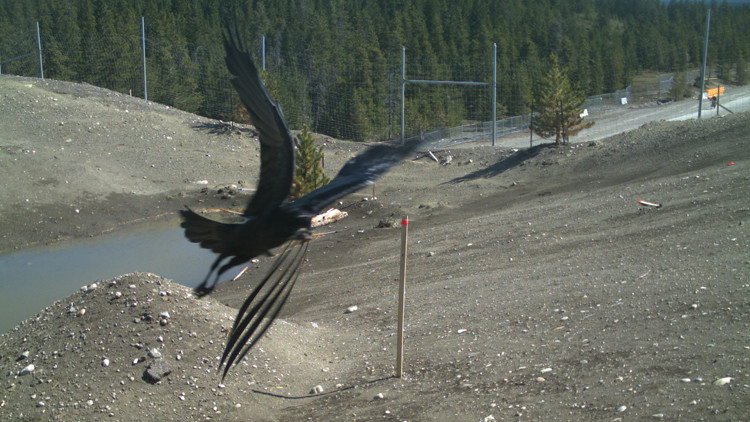 Photo of a trail camera image of a raven flying close to the camera, with wire fencing and a road in the background.