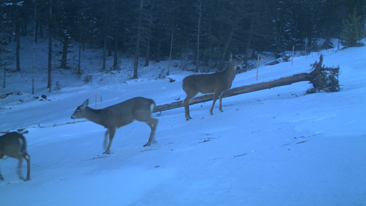 Photo of a trail camera image of three whitetail deer on a snowy slope just outside a forest, in late afternoon as the sun has started to set.