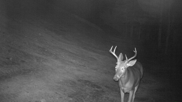 Photo of a trail camera image of a male whitetail deer walking along the side of a dirt slope at night.