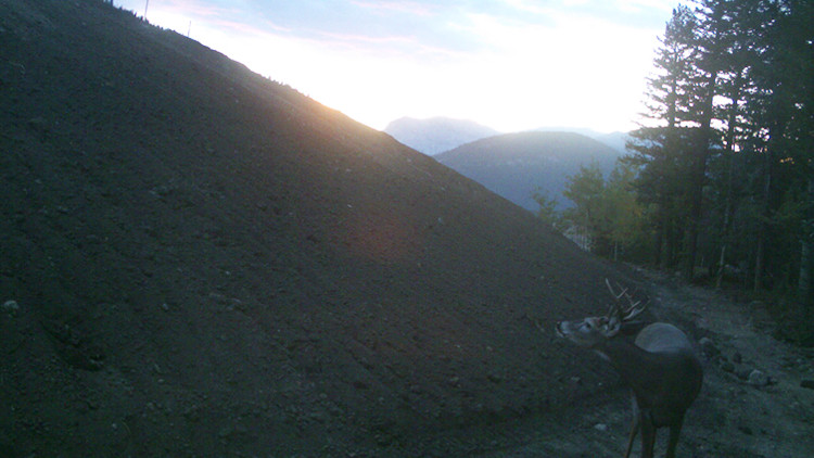 Photo of a trail camera image of a male whitetail deer walking along the side of a dirt slope with mountains and a sunset in the far distance.