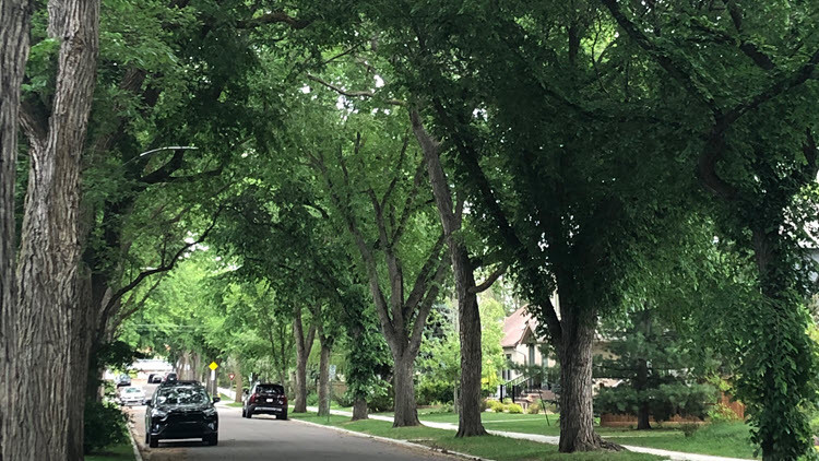 Photo of a tree lined road with cars