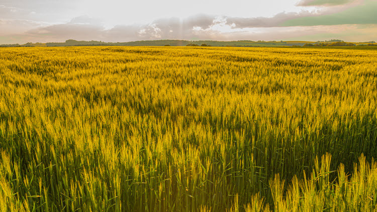 Photo of a field of barley