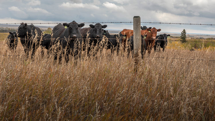 Photo of cattle and fence