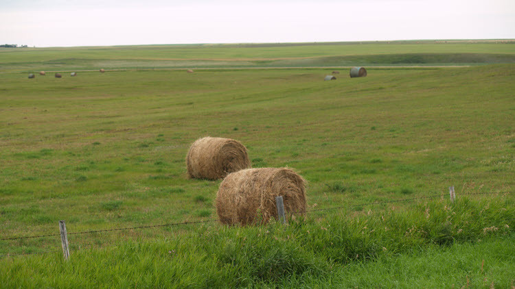 Photo of an open field with a couple hay bales