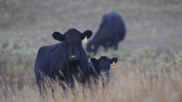 Black cow and calf with tags on their ears in a pasture