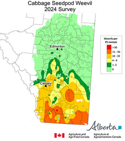 Cabbage seedpod weevil survey map 2024