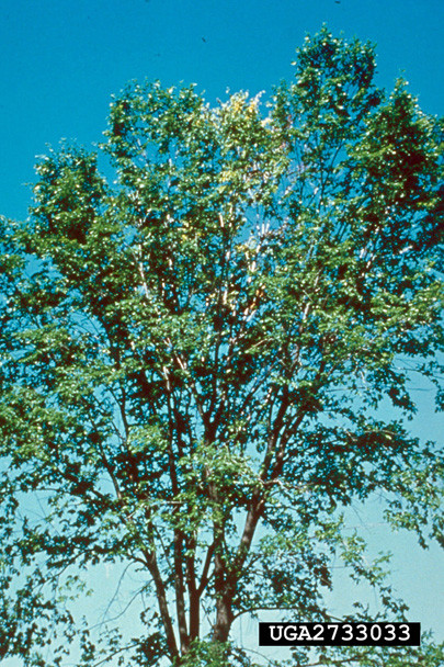 Figure 4. Tree showing flagging