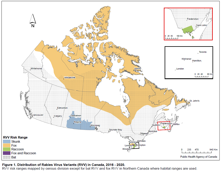 Rabies in animals | Alberta.ca