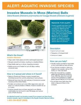Invasive mussels found in aquarium moss balls sold in Montana