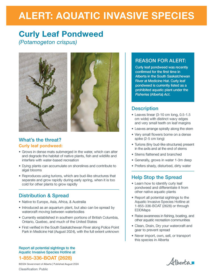 Thumbnail image of fact sheet: ALERT: AQUATIC INVASIVE SPECIES – Curly Leaf Pondweed