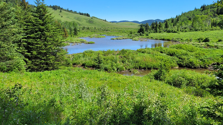 Rolling meadow of bright green grass with evergreen trees on left side and small lake in middle on a bright sunny day