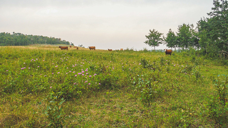 Photo of a field with cattle