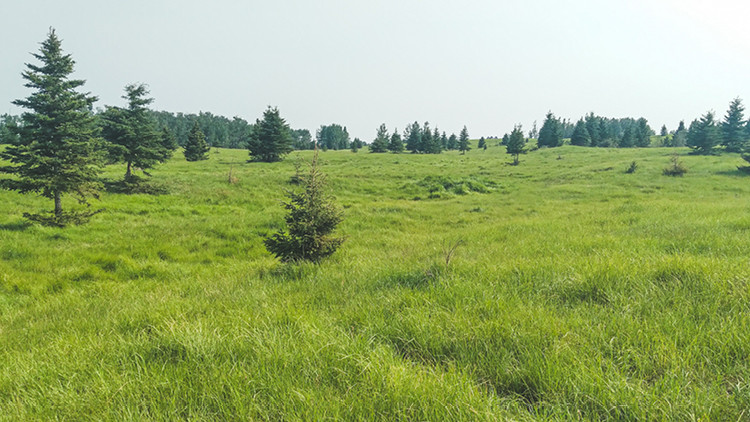 Photo of a green field with spruce trees