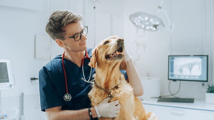 Young male veterinary student with a dog